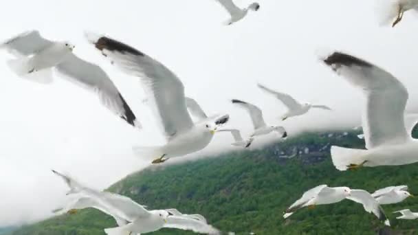 Im Hintergrund der norwegischen Fjorde fliegt ein Schwarm Möwen von der Seite eines Kreuzfahrtschiffes. Nachschuss — Stockvideo