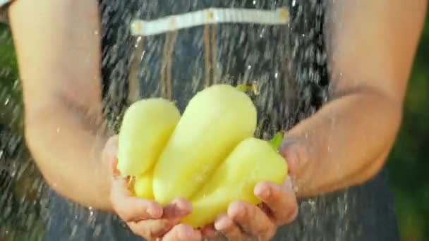Фермер держит за руки сладкий перец под проточной водой. Концепция чистых органических продуктов — стоковое видео