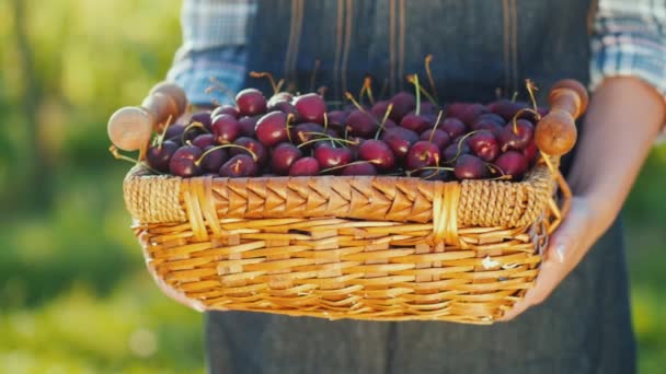 Farmer rymmer korg med körsbär, färsk frukt från gården — Stockvideo