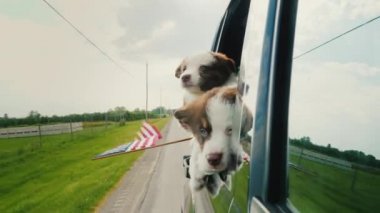 Abd bayraklı köpekler Bağımsızlık Günü partisine gidiyor, arabanın camından dışarı bakıyorlar