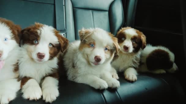 Cinque cuccioli viaggiano sul sedile posteriore di un'auto. Animali domestici che viaggiano con il proprietario — Video Stock
