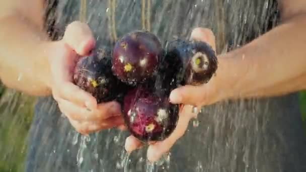 Boeren handen houden rijp aubergine onder stromend water — Stockvideo