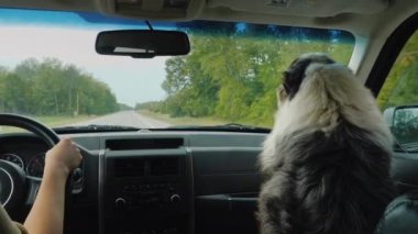 Gerçek arkadaş köpek arabada sahibi ile seyahat