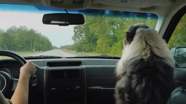 True friend dog travels with owner in car — Stock Video