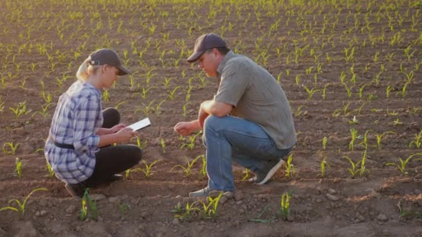 Dois agricultores um homem e uma mulher estão explorando os brotos de milho jovem no campo. Comunicar, utilizar o comprimido — Vídeo de Stock