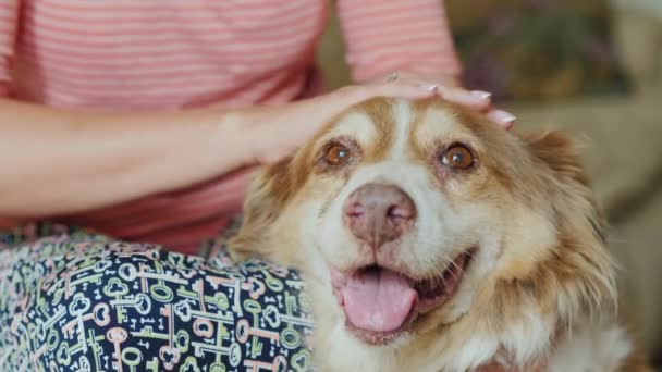 Владелец гладит голову своей собаки австралийской овчарки — стоковое видео