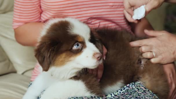 Veterinario y asistente tratan una herida en el lado de los cachorros — Vídeos de Stock