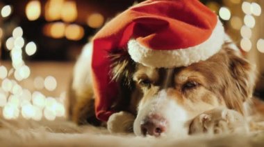 Şenlik şapkalı bir köpek Noel çelenklerinin yanında dinleniyor. Rahat Ev ve Noel Tatilleri