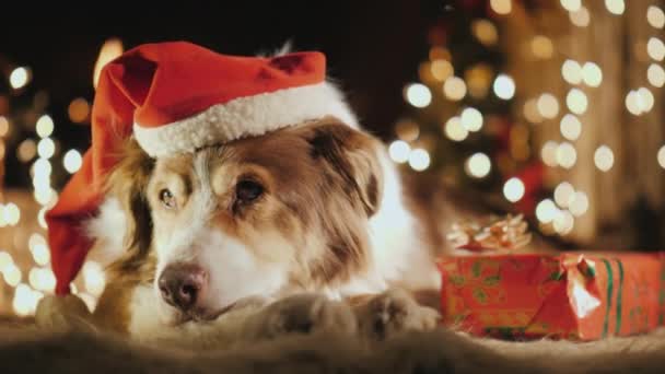 Um cão feliz está debaixo de uma árvore de Natal perto de presentes. Aconchegante casa e feriados de Natal — Vídeo de Stock