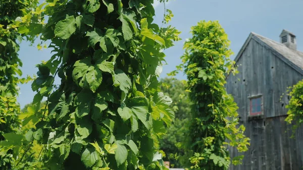Una cervecería con su propia granja de lúpulo. Plantas de lúpulo viento alrededor pilares — Foto de Stock