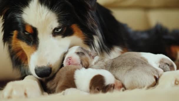 Portrait of mother shepherd with newborn puppies — Stock Video