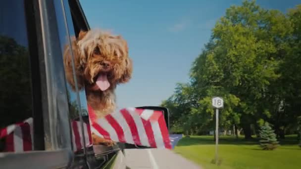 Um cão com uma bandeira americana olha pela janela de um carro. 4 de julho e dia da independência nos EUA conceito — Vídeo de Stock