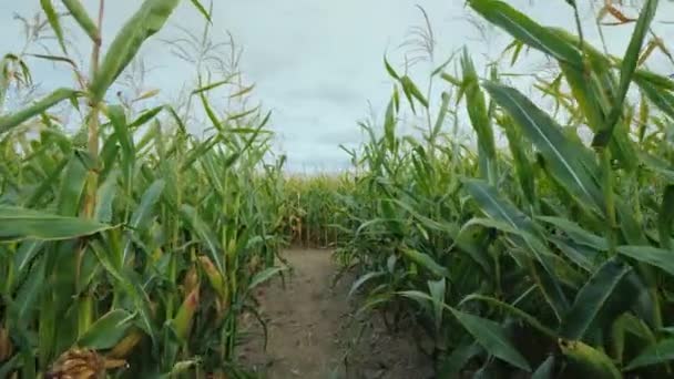 Walk down the corridor in high corn. Labyrinth of corn plants on Halloween — Stock Video