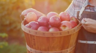 İşçi kırmızı elma ile bir sepet taşır