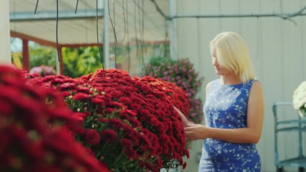 Kunden går längs de vackra röda blommorna. Välj blommor för heminredning — Stockvideo