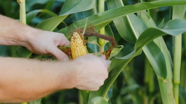 Händerna på en äldre jordbrukare inspekterar en majs chef — Stockvideo