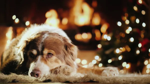 A kutya melegszik a kandalló mellett a karácsonyfát. Karácsonyi és téli szünidő koncepció — Stock Fotó