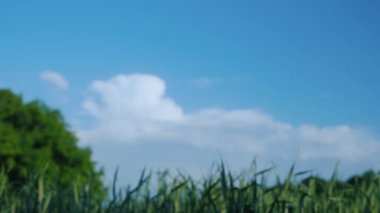 İki erkeğin ellerinin sağlam ve dostça bir el sıkışması. İki çiftçi birbiriyle el sıkışıyor