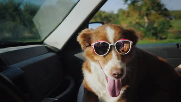 Pastor en gafas de sol monta al lado del conductor en el asiento del pasajero. Concepto de viaje para mascotas — Vídeo de stock