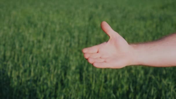 En fast handskakning av två mens händer. Affären av två bönder och jordbruksnäringen begrepp — Stockvideo