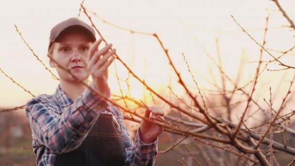 Attraktive Gärtnerin, die bei Sonnenuntergang im Garten arbeitet — Stockvideo