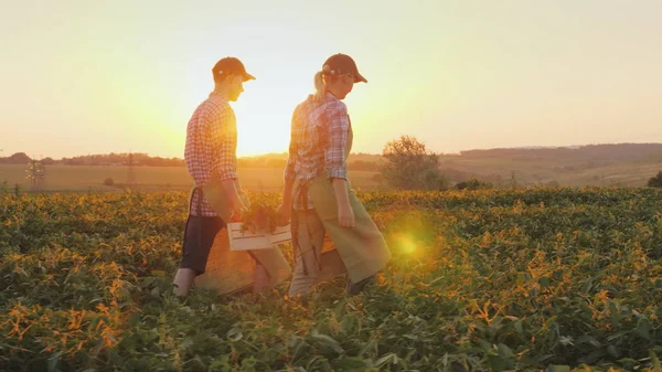 Dois agricultores carregam uma caixa de vegetais, atravessam o campo ao pôr-do-sol. Agricultura biológica e conceito de alimentação saudável — Fotografia de Stock