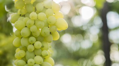 Beyaz şarap üretimi için hammadde - üzüm asma üzerinde spetset