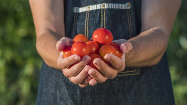 Ein Bauer hält eine Handvoll reifer roter Tomaten. Bio-Gemüsekonzept — Stockfoto