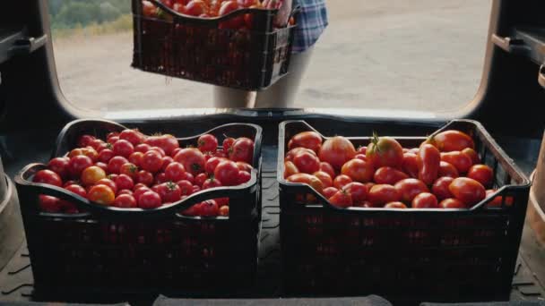 Farmer teszi dobozok paradicsomot a csomagtartóba egy autó — Stock videók