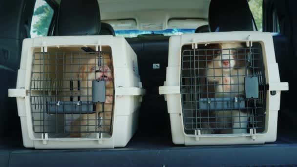 Δύο κλουβιά με κουτάβια στο πορτ-μπαγκάζ ενός αυτοκινήτου. Παράδοση σκύλου — Αρχείο Βίντεο
