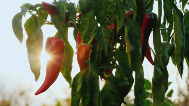 Solen skiner på frukten av varm peppar — Stockvideo