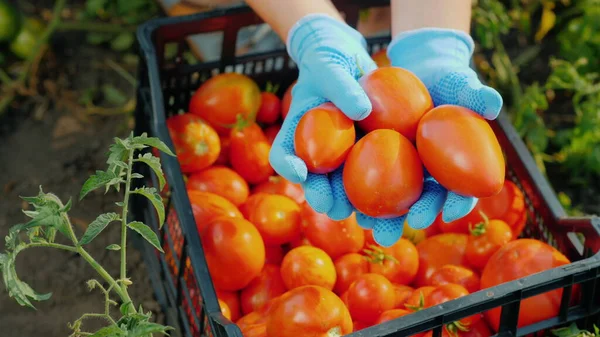 Pemandangan teratas dari tangan petani adalah memegang beberapa tomat matang di kebun. Memanen sayuran — Stok Foto