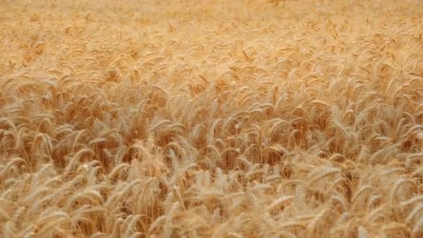 Las orejas de trigo se balancean en el viento en el campo. Listo para cosechar — Vídeo de stock