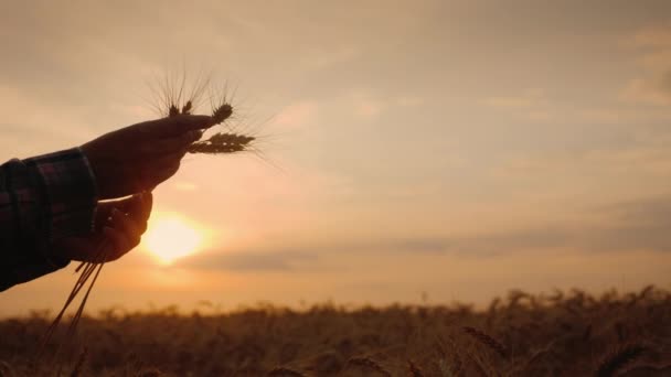 Boer handen met tarwe oren bij zonsondergang — Stockvideo