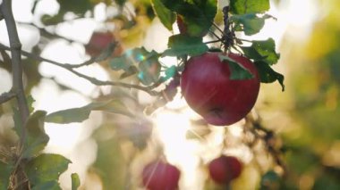 Dişi eller daldan güzel bir kırmızı elma koparır.