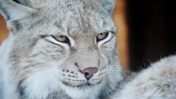 Portrait of a cougar, face of a predatory cat — Stock Video