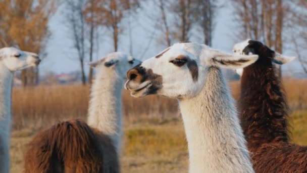 Unas lindas alpacas en la granja — Vídeo de stock