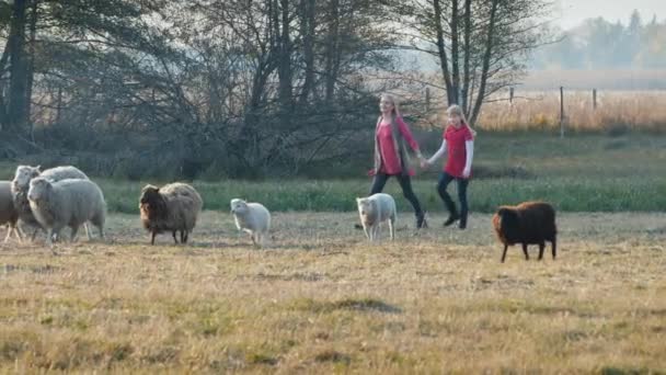 Mãe com uma criança correndo atrás de uma manada de ovelhas, se divertindo juntos — Vídeo de Stock