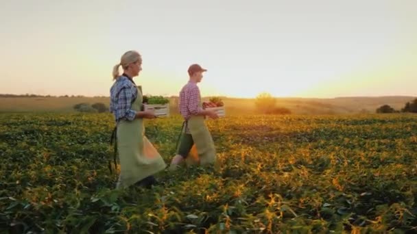 Un par de jóvenes agricultores llevan cajas de verduras en el campo. Concepto de otoño y cosecha — Vídeo de stock