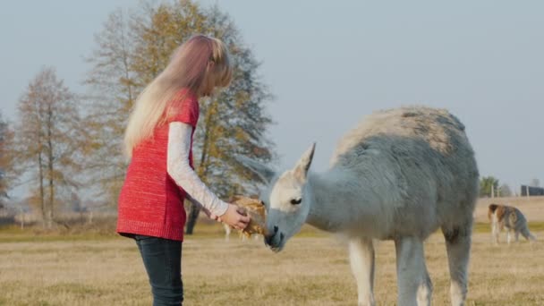 A menina trata alpaca com biscoitos. Comunicação de crianças e animais — Vídeo de Stock