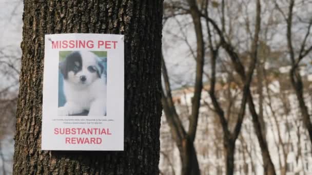 Sledování zmizelého štěněte, informační plakát visící na stromě — Stock video