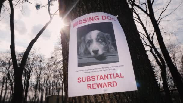 The announcement of a missing dog hangs in a tree. Lost Pet Detection — Stock Video