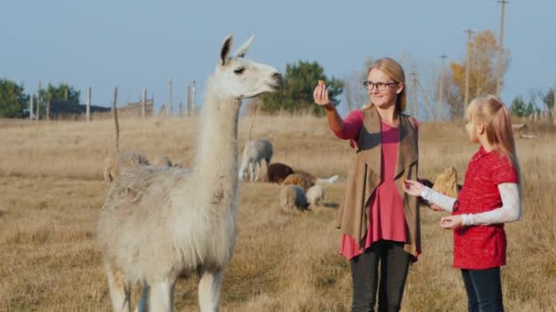 Mamá e hija caminan en el parque, alimentan a las alpacas lindas — Vídeo de stock