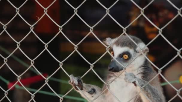 En kvinnlig lemur med en unge på ryggen tar en njutning genom nätet — Stockvideo