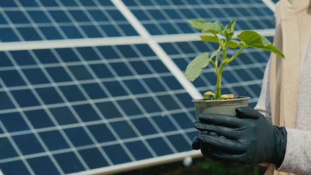 Un uomo tiene una piantina sullo sfondo dei pannelli solari. Prodotti biologici e concetto di ecologia — Video Stock