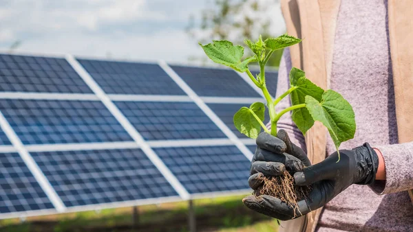 Agricultor detém mudas em suas mãos, no fundo painéis solares — Fotografia de Stock