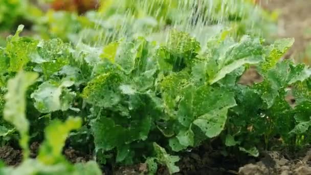 Gotas de agua caen sobre hojas de lechuga en el jardín — Vídeos de Stock