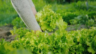 Çiftçi yatakta taze marul yaprakları topluyor.