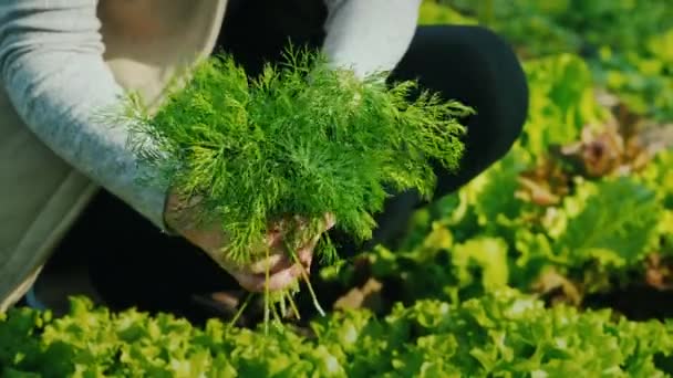 Granjero sostiene un montón de eneldo, se sienta cerca de un lecho de vegetación — Vídeo de stock