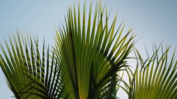 Palm grenar svajar i vinden mot den blå himlen — Stockvideo